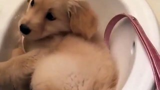 Golden Retriever puppy Chilling in Sink - So Cute