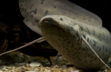Peces pulmonados (Protopterus annectens)