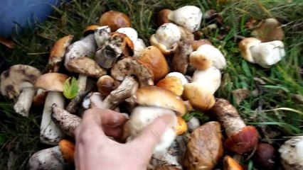 Белые грибы, Карпаты, Мысливка, грибные места (2)