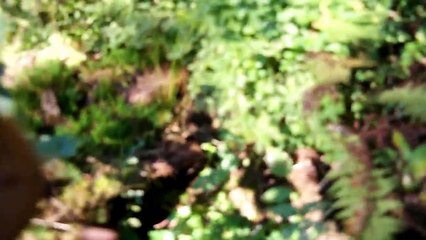 Белые грибы, Осмолода, грибные места (2)