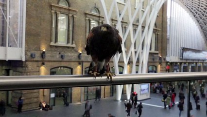 비둘기들 사라진 공공장소...매가 파수꾼! / YTN