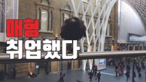[자막뉴스] 비둘기 사라진 공공장소...똑똑한 파수꾼 '매'! / YTN