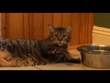 【オヤジ猫】 面倒くさそうに寝そべって水を飲む猫がカワイイ！w