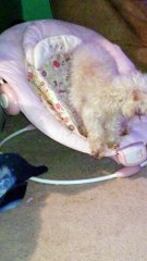 Dog thinks he's a baby