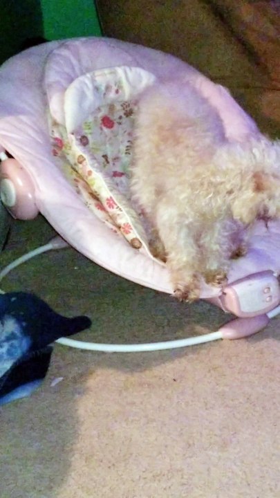 Dog thinks he's a baby