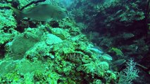 CAYMAN ISLANDS SCUBA DIVE SHIPWRECK-o_Ep0cMm0FQ