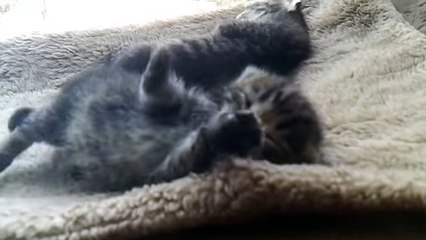Funny Cat Fails, Funny Dog Videos, Best Funny Animals Compilation 2018 #5