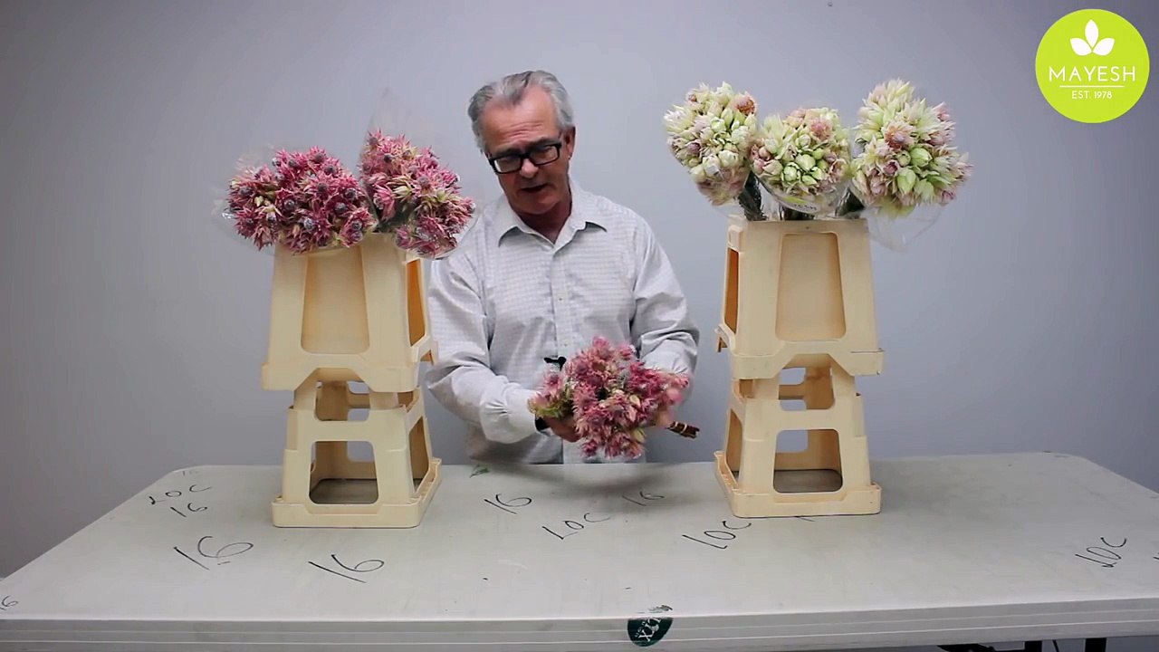 Mayesh Minute - Blushing Bride Protea-NtvB7sXXRtk