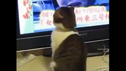 Funny Cats Funny Dogs - Funny Pets funny videos compilation of animals in 2018 - Funny Whatsapp Video