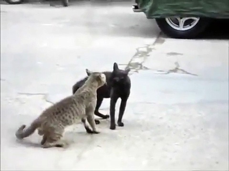 Funny Crazy Cats Fight Fails - Funny Crazy Cats Whatsapp Video - Crazy Funny animals Videos 2018