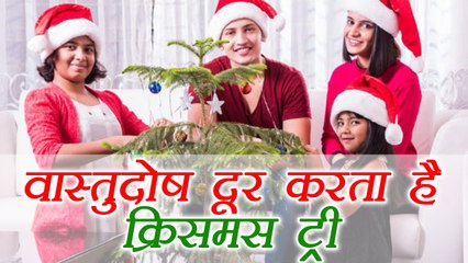 Christmas Tree Vastu Benefits: क्रिसमस ट्री दूर करता है वास्तु दोष | Boldsky