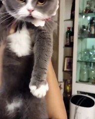 Kucing Lucu Sangat Menggemaskan Terbaru 2017 | #014