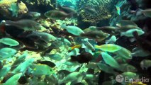 Perhentian Islands Vacation Travel Guide _ Expedia-76avFOAryv8