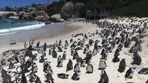 جهود لحماية طيور البطريق الرملي بجنوب أفريقيا