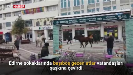 Edirne caddelerinde 5 başıboş at çarşının göbeğinde turladı