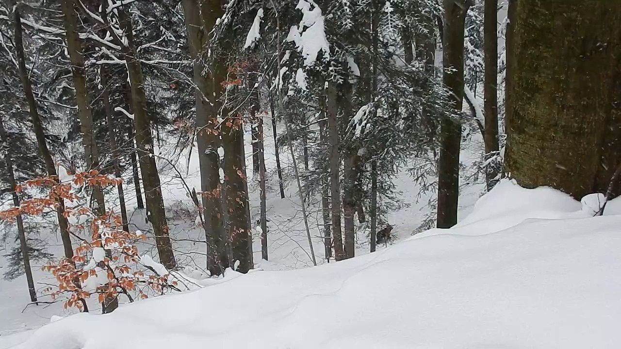 Un garde forestier aide une famille d'ours contre des loups