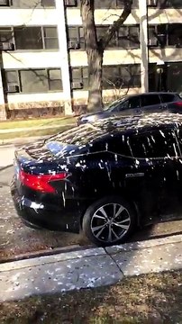 Des voitures complètement recouvertes de fientes d'oiseaux (Chicago)