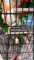 une perruche s'amuse sur une voiture électrique