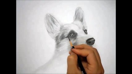 한시간 연필그림(강아지)그리기 - How to draw a dog [Speed drawing]