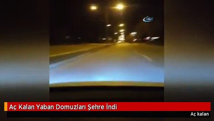 Aç Kalan Yaban Domuzları Şehre İndi