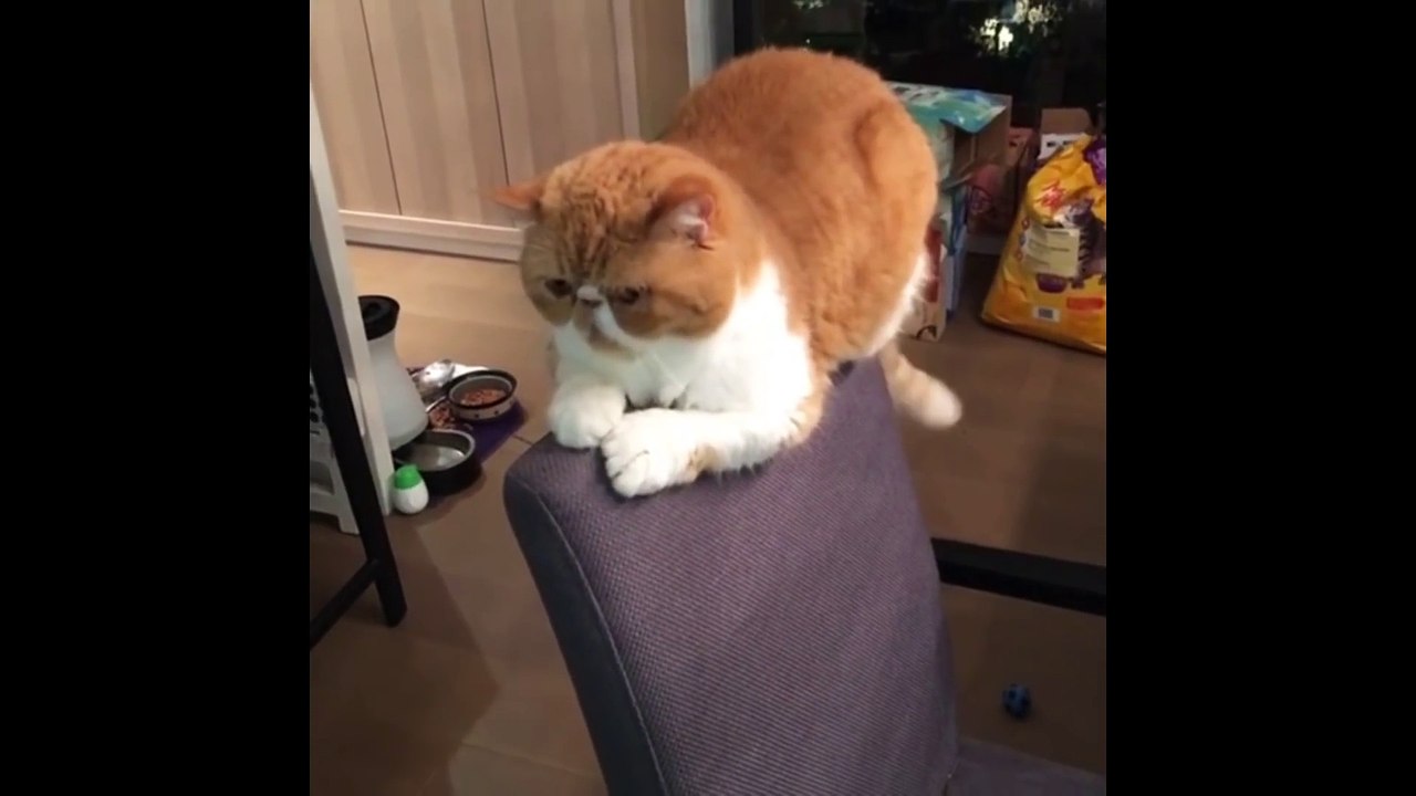 Ce chat choisit un endroit très spécial pour sa sieste