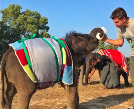 Orphan Elephants Get Homemade Blankets During Myanmar Cold Snap