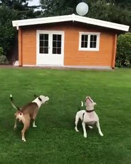 How to Keep Your kids Busy-Watch Funny Prank Video-Dogs Playing With Ballon-Entertainment video clip-kids video