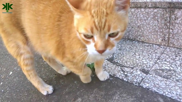 Hayvanlarda Epilepsi (Sara) Hastalığı Kediler