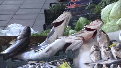 Karadeniz'de Amatör Balıkçılar Levrek Sevinci Yaşadı - Düzce