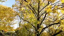 Oh Tannenbaum - Unser Wald zwischen Mythos und Motorsäge