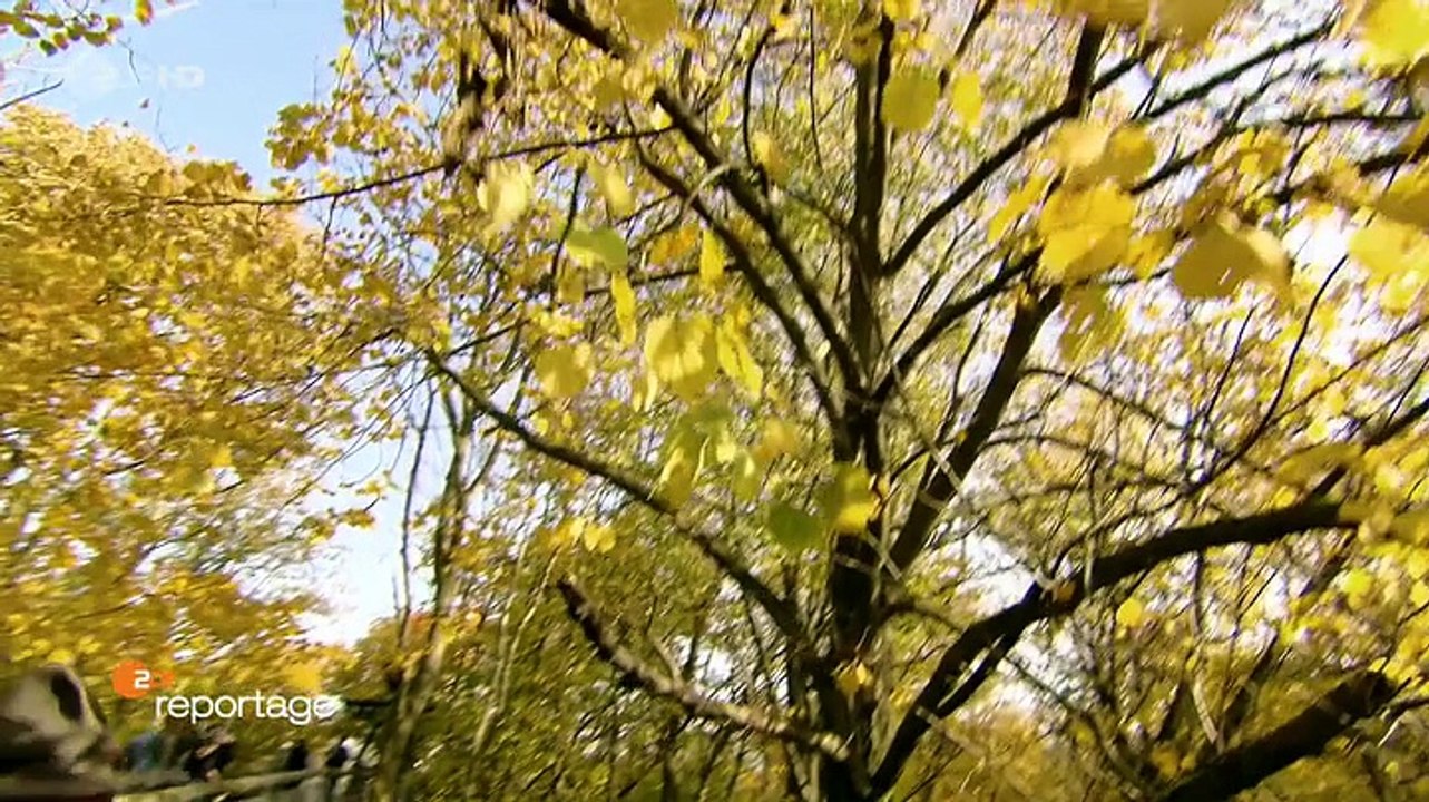 Oh Tannenbaum - Unser Wald zwischen Mythos und Motorsäge