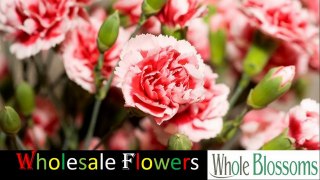 Wholesale Flowers - www.wholeblossoms.com