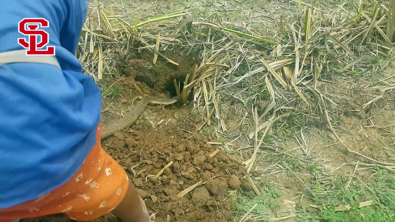 rave Boy &amp_ Girl Vs King Cobra in The Rice Field_