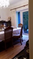 Tải video: Une grand-mère a cru que le chien a mangé tout le repas de Noël,elle pète un câble !