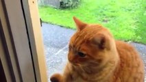 ドアの「ピンポン」を鳴らしてくる猫ｗｗｗ早くドアを開けて。ピンポン♪