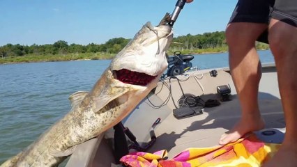 Ce poisson chat géant est en galère avec une tortue coincée dans sa gueule