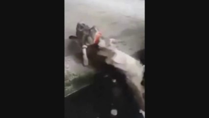 Un brochet emporte un chaton qui regardait dans l'eau... Incroyable