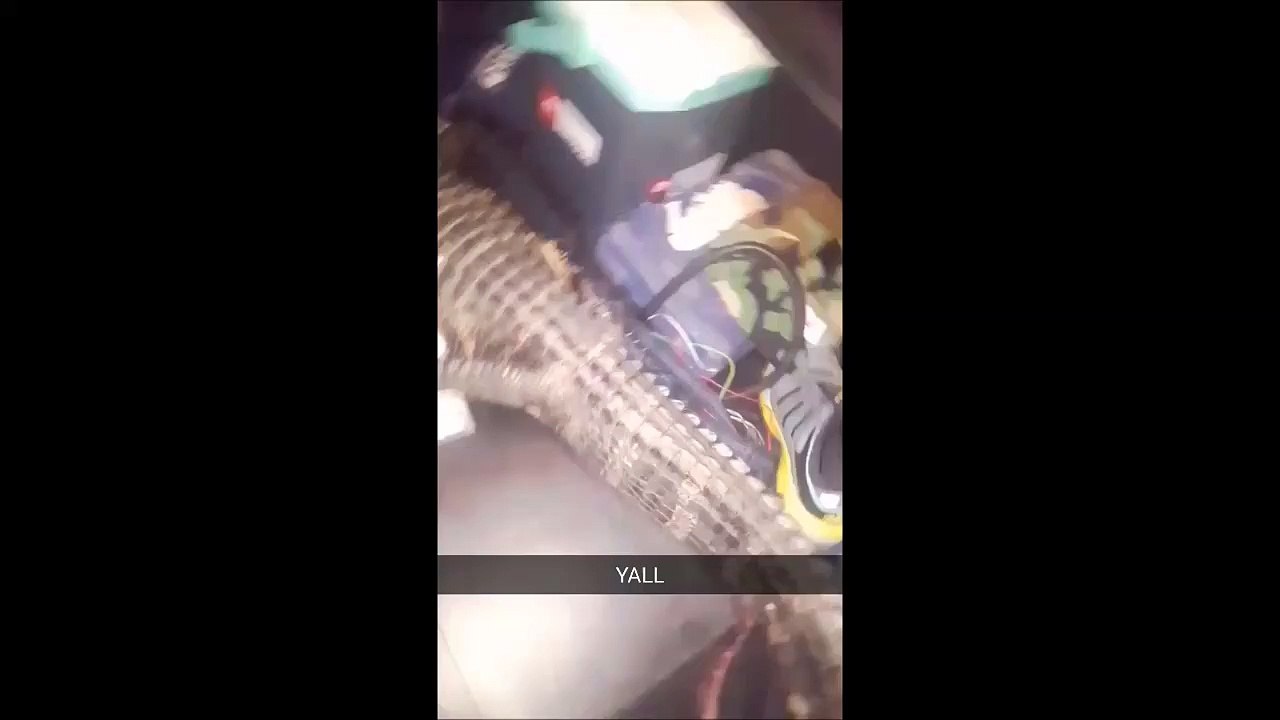 Quand tu penses que le crocodile n'est plus en vie... Oups