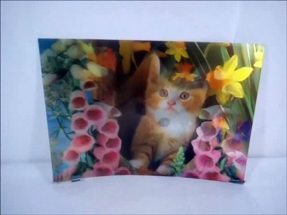 funny kittens in 3d