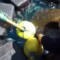 Les gardes-côtes américains sauvent une tortue de mer piégée avec 800 kilos de cocaïne