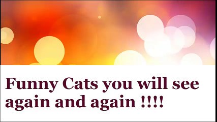 Intelligent and Funny Cats