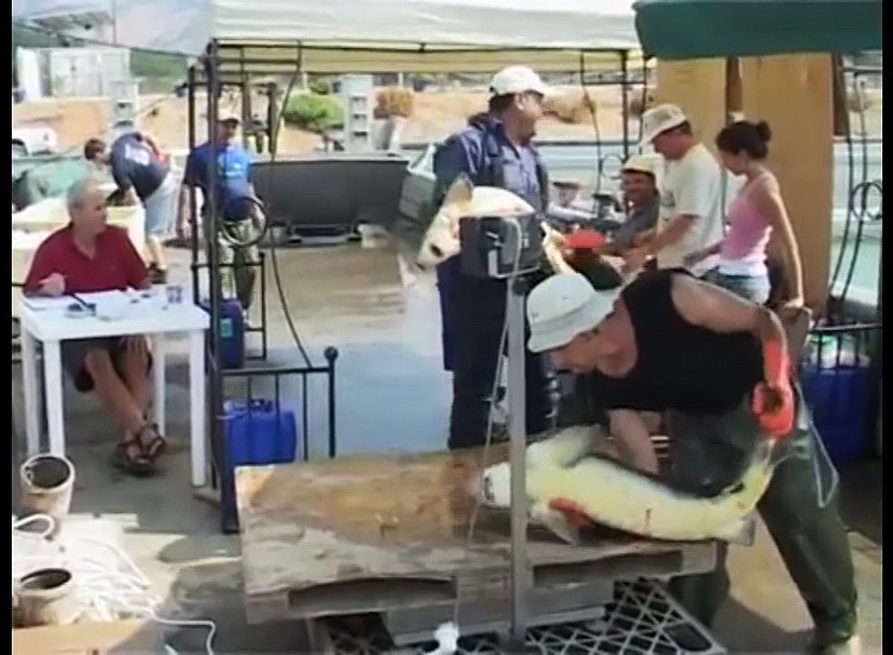 le saviez vous  info israel n°2 :  le caviar osetra
