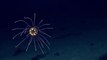 Cette mini pieuvre colorée magnifique a été filmée à 3700m de profondeur dans l'océan Pacifique