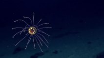 Cette mini pieuvre colorée magnifique a été filmée à 3700m de profondeur dans l'océan Pacifique