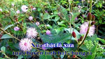 [Karaoke] HOA TRINH NỮ - Trần Thiện Thanh (Giọng Nam: D)