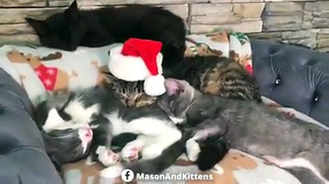 Merry Christmas from Grandpa Mason and his kittens