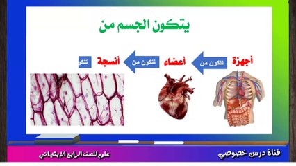 العلوم للصف الرابع الابتدائي التيرم الثاني { 03 } الدرس الثاني ( الجهاز التنفسي فى الإنسان ) الجزء الأول