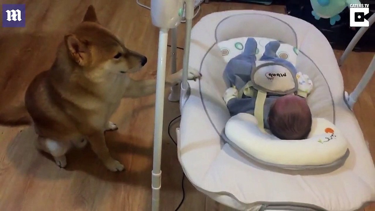 Gặp gỡ chú chó Shiba Inu đáng yêu với biệt tài "ru em bé ngủ"