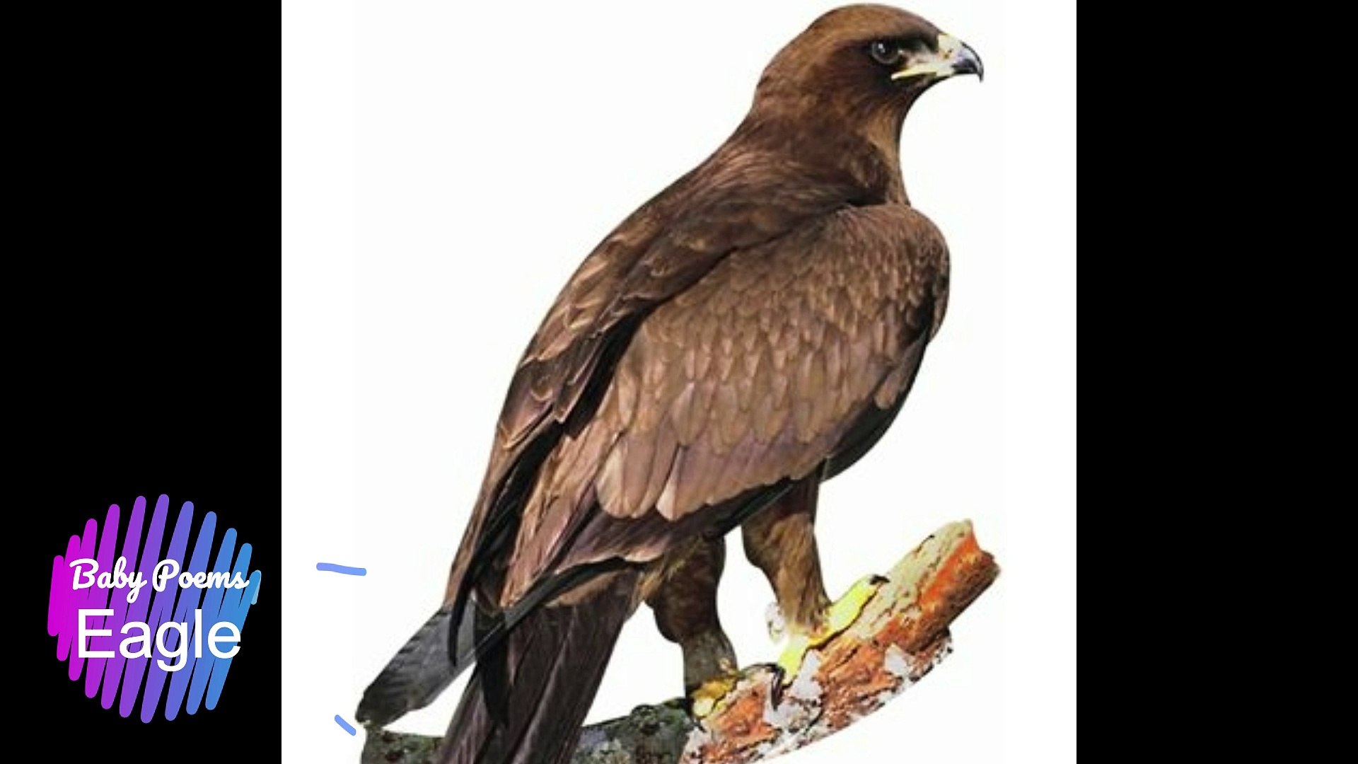 ⁣Eagle Sound | Bird Voice