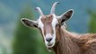 Goat Sounds | Goat Voices | Animal Sounds for Kids
